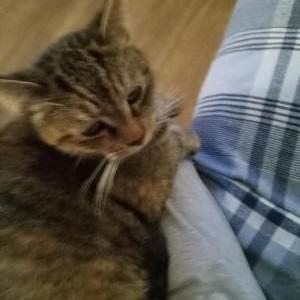 Lost Cat BABYGIRL