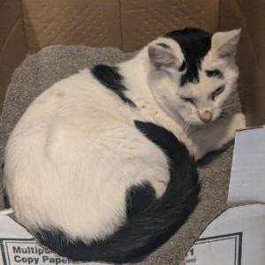 Lost Cat Unknown