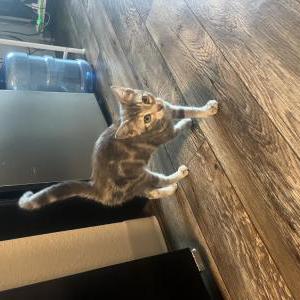 Found Cat Unknown