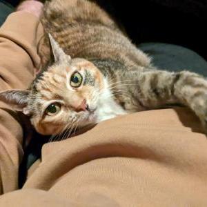 Image of Kali, Lost Cat