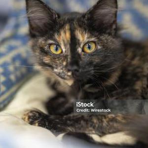 Image of Annie, Lost Cat