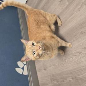 Found Cat Unknown