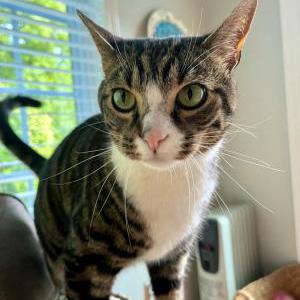 Lost Cat Oscar
