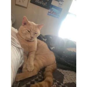 Lost Cat Aslan