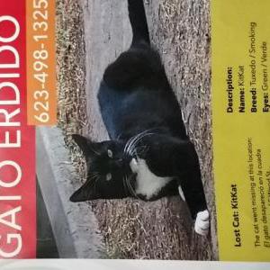 Lost Cat Kitty