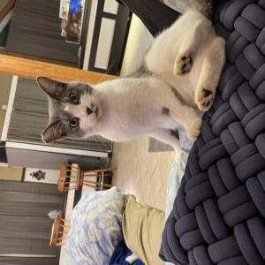 Lost Cat Lola