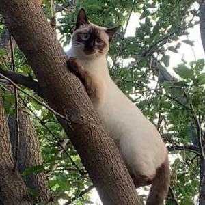 Image of Artie, Lost Cat
