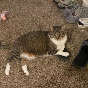 Lost Cat Penny
