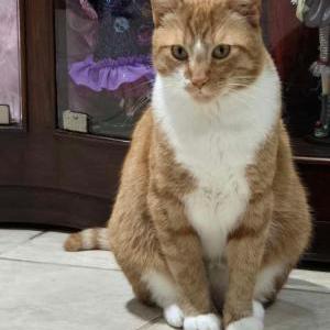 Lost Cat Ginger