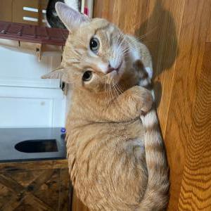 Lost Cat Orville