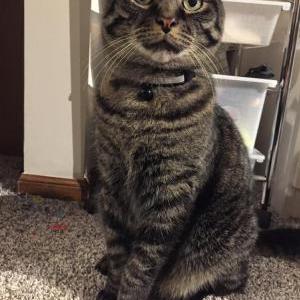Lost Cat Agador