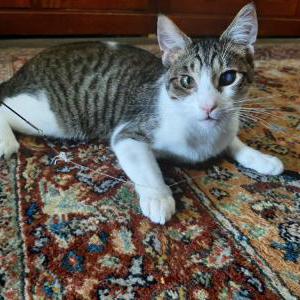 Lost Cat Tiny