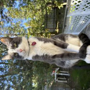 Lost Cat Tuxie
