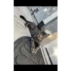 Lost Cat BubbleZ