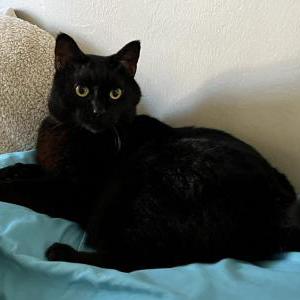 Lost Cat Ozzy