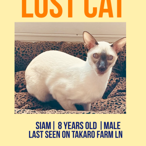 Lost Cat Siam