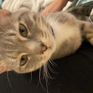 Lost Cat Rambo