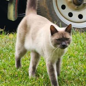 Lost Cat Snorkie