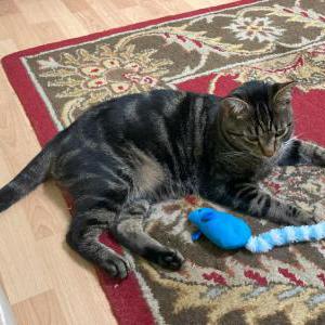 Lost Cat Zim Alic