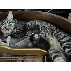 Lost Cat Bunny