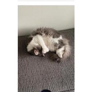 Lost Cat Tuna