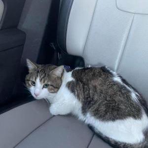 Lost Cat Kylo
