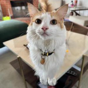 Lost Cat Peach
