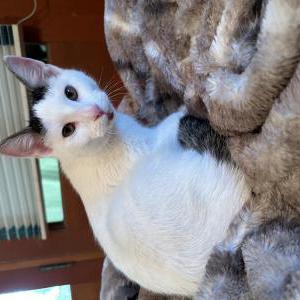 Image of Unknown, Found Cat