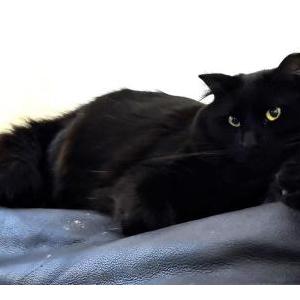 Lost Cat Spooky
