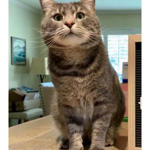 Lost Cat Kingsley
