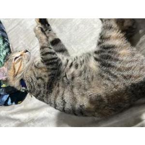 Lost Cat Sweetie