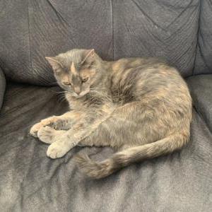 Lost Cat Marty