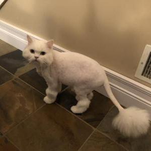 Lost Cat Whitey