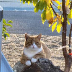 Lost Cat Oliver