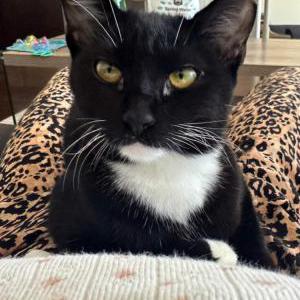 Lost Cat Juliet