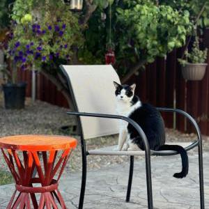 Lost Cat Mojo