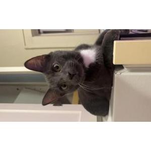 Lost Cat Nashville