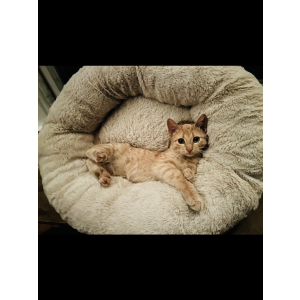 Lost Cat stickers