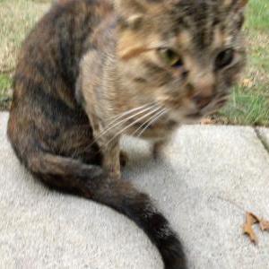 Found Cat Unknown