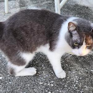 Found Cat Unknown