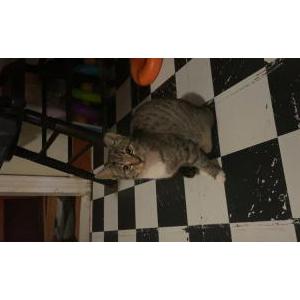 Image of Snip, Lost Cat