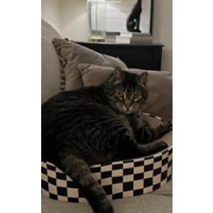 Lost Cat Dale