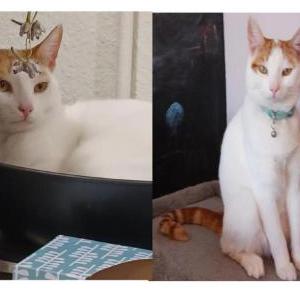 Lost Cat Pretzel