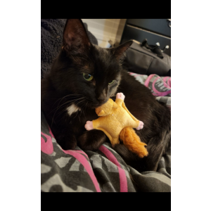 Lost Cat Lucy