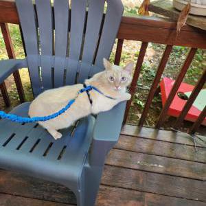 Lost Cat Ziggy