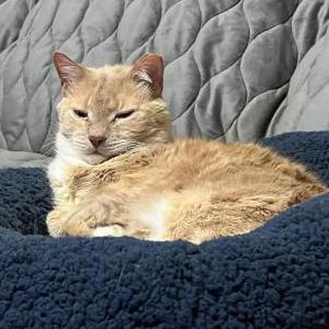 Lost Cat Mesha