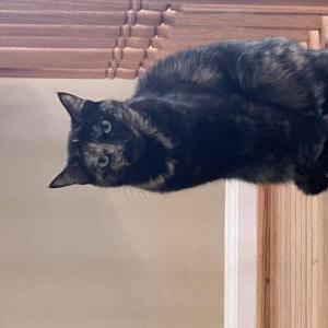 Lost Cat MowMow