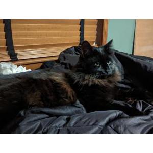 Lost Cat Nuit