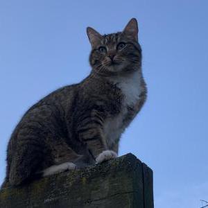 Lost Cat Kiki
