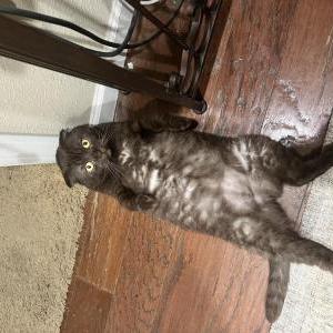 Lost Cat Elliot Borghesi